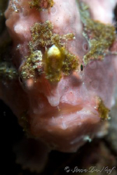 This pink frogfish is among the most active ones I've eve... by Steve De Neef 